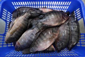 Grade A frozen whole tilapia from Yanghua Fishery with a protective ice glaze, ensuring maximum freshness and stable quality.