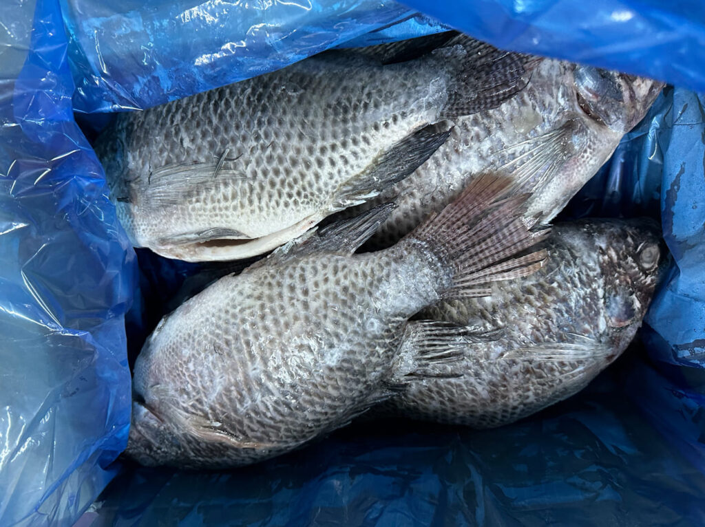 Tilapia Gutted & Scaled China factory wholesale