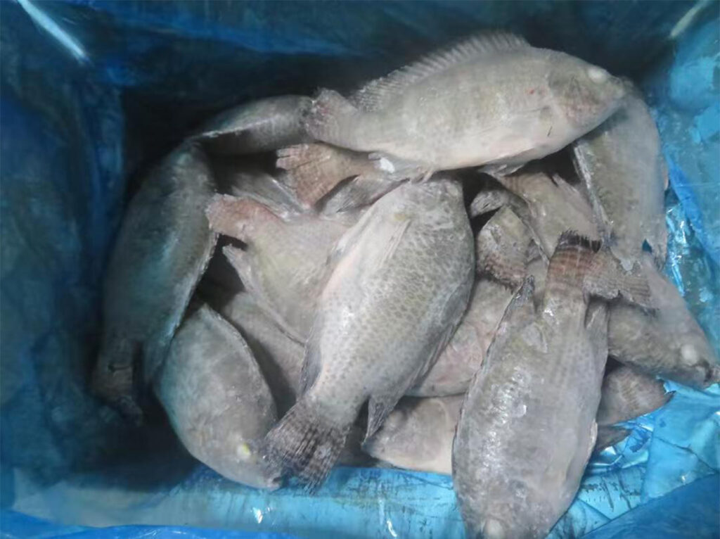 China Frozen Tilapia Wholesaler
