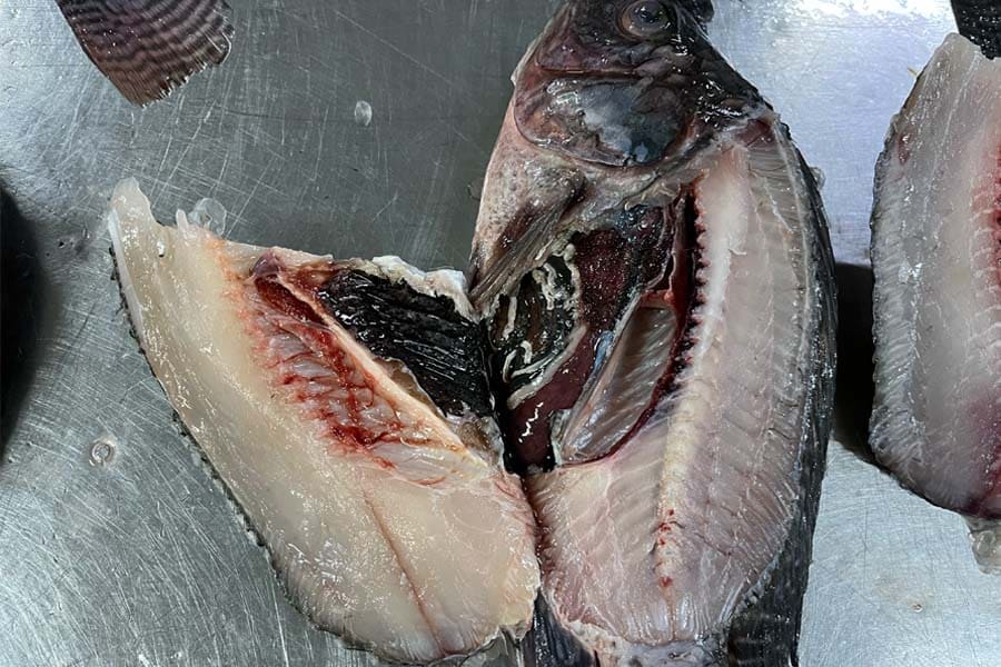 high quality tilapia
