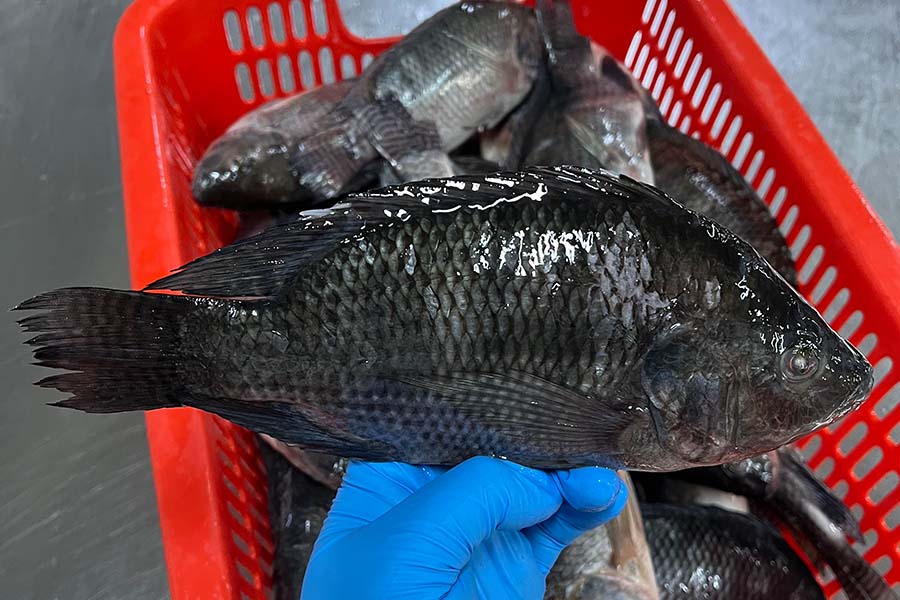 tilapia