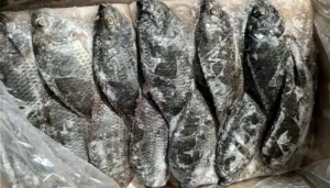 frozen black tilapia bqf