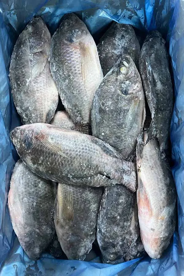 halal tilapia certified supplier