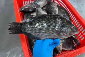 Yes, tilapia is a kosher fish.