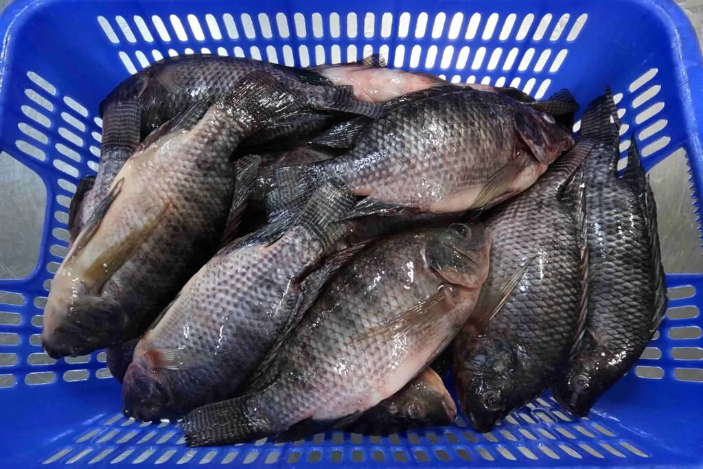 Grade A frozen whole tilapia from Yanghua Fishery with a protective ice glaze, ensuring maximum freshness and stable quality.