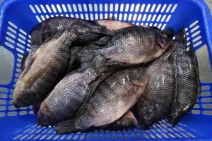 Grade A frozen whole tilapia from Yanghua Fishery with a protective ice glaze, ensuring maximum freshness and stable quality.