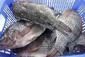 Freshly gutted whole tilapia, the raw material for processing, in a basket at the oceanblossoms factory.